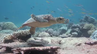 Turtles are awesome