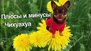 Плюсы и минусы породы Чихуахуа | Факты из интернета