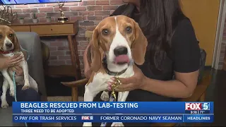 Beagles Rescued From Lab Testing Facility