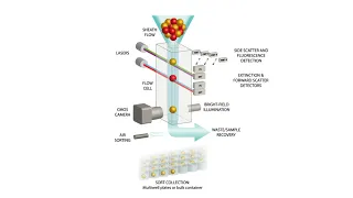 COPAS VISION™ FLOW CELL SORTING ANIMATION