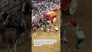Crews jumped into action when the Budweiser Clydesdales got tangled up during a rodeo.