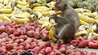 Эффект 100-ой обезьяны Ефимов В А