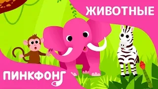 Животные, Животные! | Песни про Животных | Пинкфонг Песни для Детей