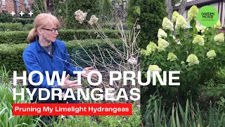 How To Prune Your Limelight Hydrangeas