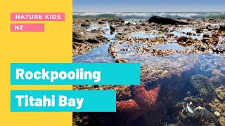 Rockpooling New Zealand, Titahi Bay