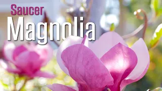 Saucer Magnolia (Magnolia x soulangeana) - Amazing tree for a small space!