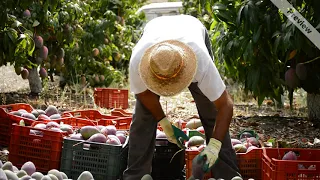 Naturally Ripened Alphonso Mangoes - Direct From Farm Mangoes