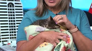 San Antonio Humane Society pet adoption candidate: Paprika