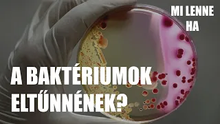 Mi lenne, ha a baktériumok eltűnnének? - Bélflóránk hatásainak alapjai