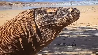 Komodo Dragon Hunting Timor Deer On The Beach (Komodo island)