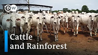 Brazil: Appetite for beef eats into rainforest | Global Ideas
