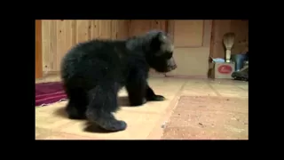 IFAW - Rescued bear cub 'Toma' walks for the first time