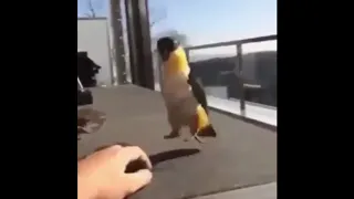 Попугай танцует лезгинку