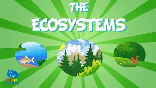 The Ecosystem | Educational Video for Kids