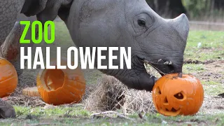 Zoo Animals Playing with Pumpkins (Halloween 2022)