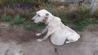 Her eyes were filled with tears, her heart broke after realizing that her owner had abandoned her