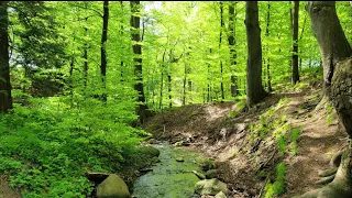 A forest water stream🌳 1 hour of relaxing sounds 🐦 Nature ambience