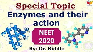 All about enzymes (Action, Nomenclature, Activation energy, Co-factors) || NEET 2021