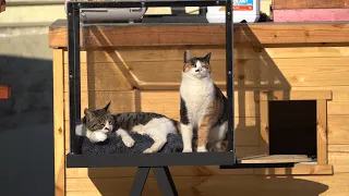I Made a Sunroom for the Cats