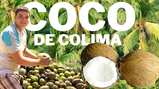 La Producción de Coco en Colima  🥥 🌴 - México
