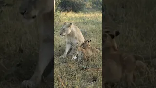 These Cute Newborn Lion Cubs Are Ready to Take On the World! 🦁 #shorts #lion #animals