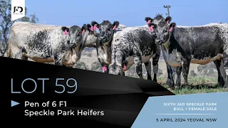Lot 59: Pen of 6 x PTIC F1 Commercial Speckle Park/Angus Heifers