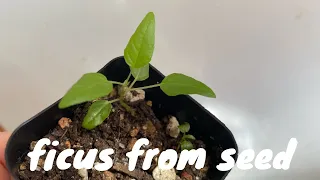 Grow Ficus Plants from Seed!