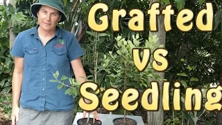 Grafted vs Seedling Fruit Trees - Which to choose? (1 of 2)