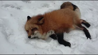 Alice the fox. The mood is to wrap yourself in a snowdrift and lie around.