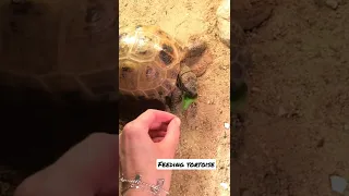 hungry tortoise eating