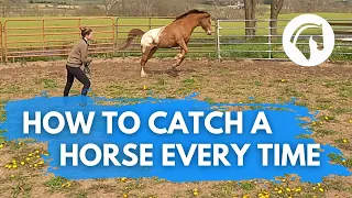 How To Teach A Horse To Come To You! (Easy Method)