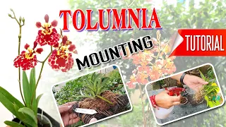 Tolumnia Mounting Tutorial #Tolumnia Mounting #How To Mount Tolumnia Orchid #Ural Orchid