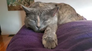 Tsuki's Rambunctious Playtime and Cozy Cat Naps