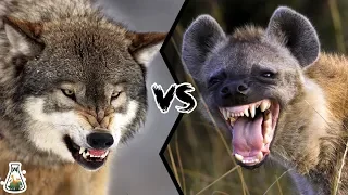GREY WOLF VS SPOTTED HYENA - Who would win?