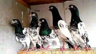 3 Breeder Jora Pigeon