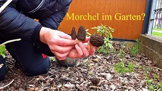 Spitzmorchel | Speisemorchel im Garten ? Wir kochen ein Spargelgericht mit Morcheln