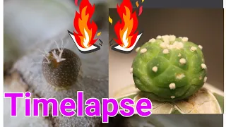 Time lapse frenzy #6 - Grafted Lophophora Fricii (Selectform x Fricii variegata)