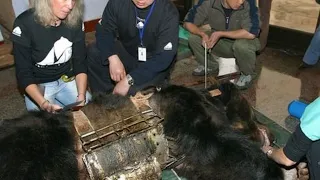 Медведь носил стальную «рубашку» много лет, как такое могло случиться