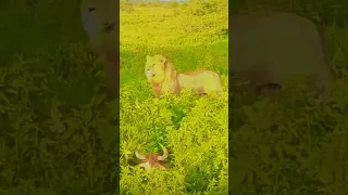 aparupa dev 😍🥰 beautiful wildlife photography tiger deer lion #atteck #shortviral #ytshorts #shorts