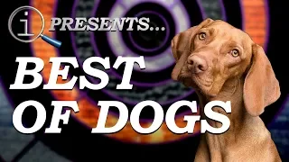 QI Compilation | Best Of Dogs
