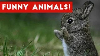 Funny Animal Clips, Bloopers, Outtakes & Moments Weekly Compilation 2016 | Funny Pet Videos