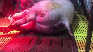 Tired day of the mother pig giving birth