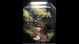 Terrarium Build - Forest Path in a Table Lamp