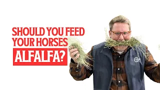 Why You Should or Shouldn't Feed Your Horse Alfalfa