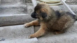 Бездомные щенки из Осетии готовятся уезжать жить в Москву