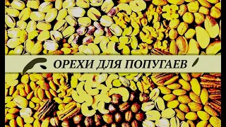 Орехи для попугаев. Какие, как, сколько можно давать.