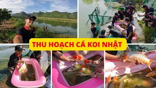 Quy trình THU HOẠCH cá KOI NHẬT kích cỡ 40-60cm #QUHAKUKoiFarm #cákoi #koi