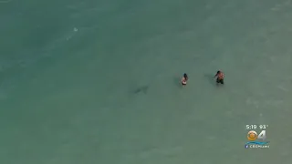 Drone Footage Captures Shark Swimming Near Florida Man's Children