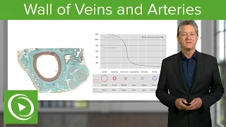 Wall of Veins and Arteries  – Histology | Lecturio