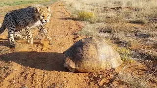 Cheetah Gets Spooked Out By Tortoise Hiding In Its Shell